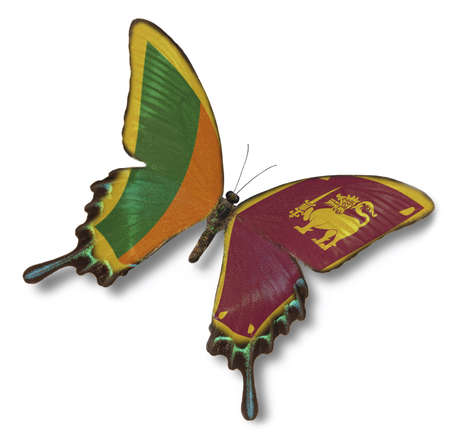 Sri Lanka flag on butterfly isolated on whiteの写真素材