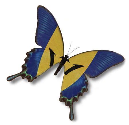 Barbados flag on butterfly isolated on whiteの写真素材