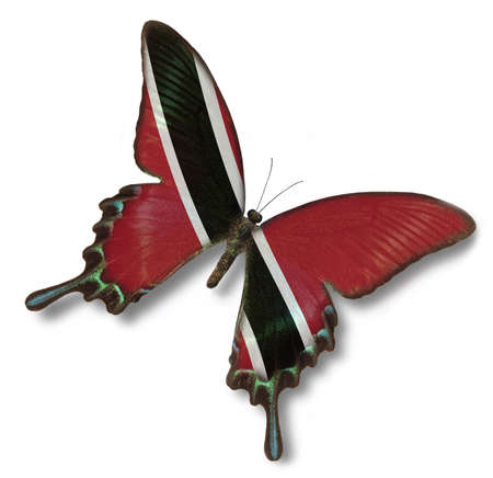 Trinidad and Tobago flag on butterfly isolated on whiteの写真素材