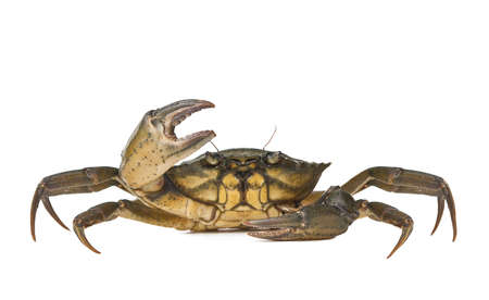 Crab alive on white backgroundの写真素材