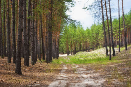 Sunny pine forest in East Europe