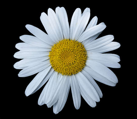Single white chamomile  isolated on blackの写真素材
