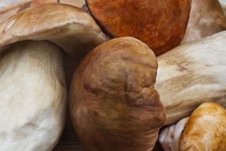 Some mushrooms closeup viewの写真素材