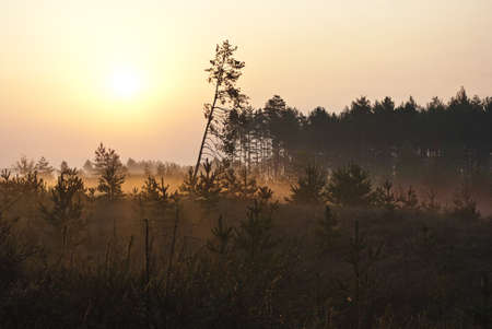 Sunrise in pine forest, autumn morning の写真素材