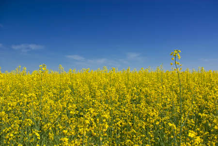 Yellow meadow of rape against a background of blue skyの写真素材