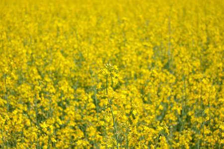 Yellow meadow of rape close up viewの写真素材
