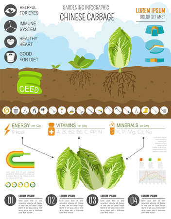 Gardening work, farming infographic. Chinese cabbage. Graphic template. Flat style design. Vector illustrationのイラスト素材