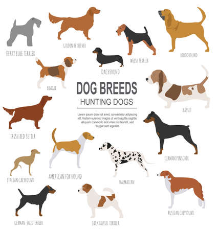 Dog breeds. Hunting dog set icon. Flat style. Vector illustrationのイラスト素材