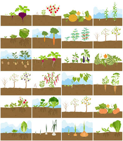 Fruits and vegetables. Nutrition. Icon set. Vector illustrationのイラスト素材