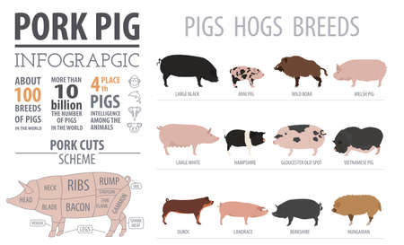 Pigs, hogs  breed infographic template. Flat design. Vector illustrationのイラスト素材