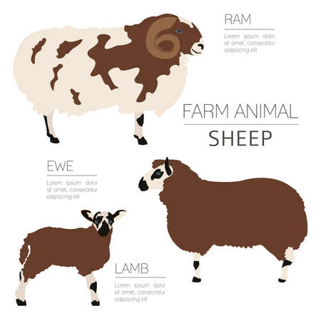 Sheep farming infographic template. Ram, ewe, lamb family. Flat design. Vector illustrationのイラスト素材