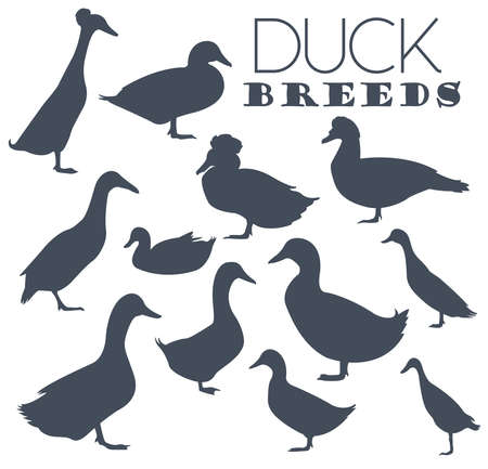 Poultry farming. Duck breeds icon set. Flat design. Vector illustrationのイラスト素材