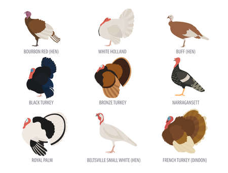 Poultry farming. Turkey breeds icon set. Flat design. Vector illustrationのイラスト素材