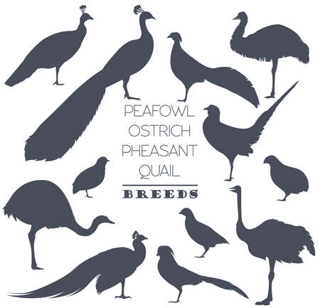 Poultry farming. Peafowl, ostrich, pheasant, quail breeds icon set. Flat design. Vector illustrationのイラスト素材
