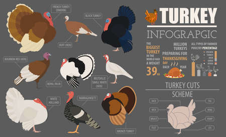 Poultry farming infographic template. Turkey breeding. Flat design. Vector illustrationのイラスト素材