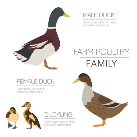 Poultry farming. Duck family isolated on white. Flat design. Vector illustrationのイラスト素材