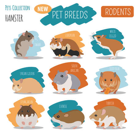 Syrian Hamster Royalty Free Stock Illustrations And Vectors Stocklib