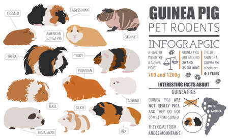 Guinea Pig breeds infographic template, icon set flat style isolated. Pet rodents collection. Create own infographic about pets. Vector illustrationのイラスト素材