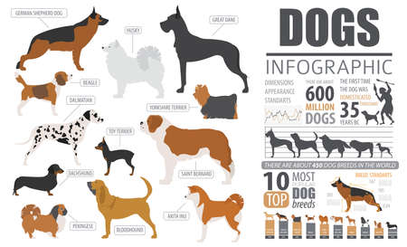 Dog info graphic template. Puppy breeds, pet isolated on white. Vector illustrationのイラスト素材