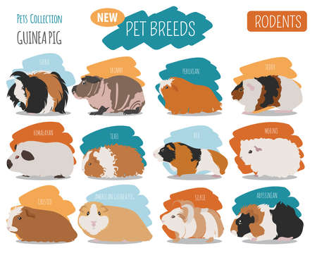 Guinea Pig breeds icon set flat style isolated on white. Pet rodents collection. Create own infographic about pets. Vector illustrationのイラスト素材