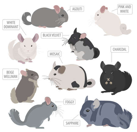 Chinchilla breeds icon set flat style isolated on white. Pet rodents collection. Create own infographic about pets. Vector illustrationのイラスト素材