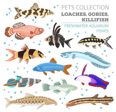 Freshwater aquarium fishes breeds icon set flat style isolated on white. Loaches, gobies, killifishes. Create own infographic about pets. Vector illustration.のイラスト素材