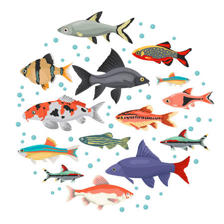 Freshwater aquarium fishes breeds icon set flat style isolated on white. Cyprinids. Create own infographic about pets. Vector illustration.のイラスト素材