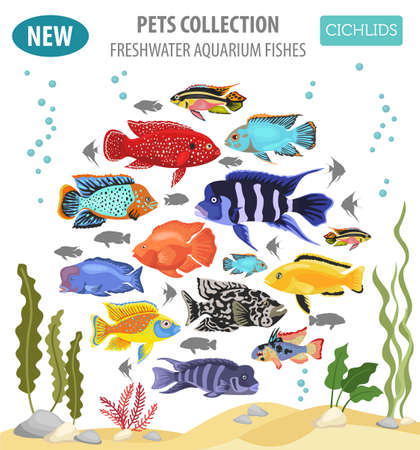 Freshwater aquarium fishes breeds icon set flat style isolated on white. Cichlids. Create own infographic about pets. Vector illustration.のイラスト素材