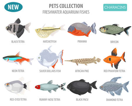 Freshwater aquarium fishes breeds icon set flat style isolated on white. Characins. Create own infographic about pets. Vector illustration.のイラスト素材