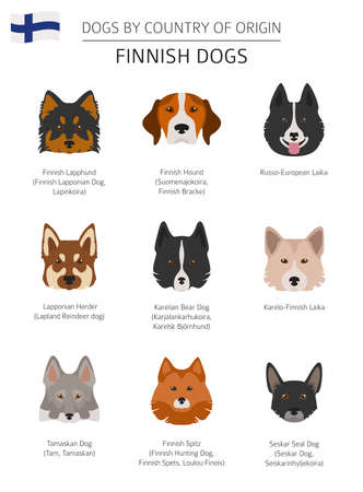 Dogs by country of origin. Finnish dog breeds. Infographic template. Vector illustrationのイラスト素材