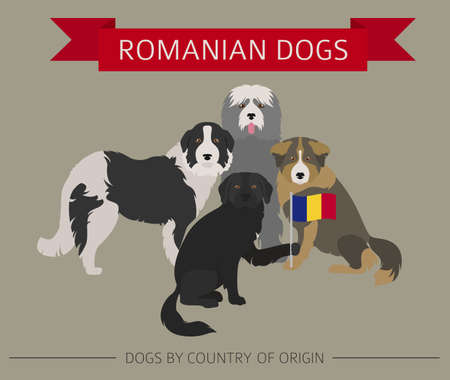 Dogs by country of origin. Romanian dog breeds. Infographic template. Vector illustrationのイラスト素材