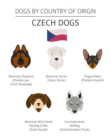Dogs by country of origin. Czech dog breeds. Infographic template. Vector illustrationのイラスト素材