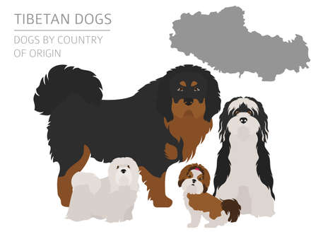 Dogs by country of origin. Tibetan dog breeds, chinese mountain dogs. Infographic template. Vector illustrationのイラスト素材