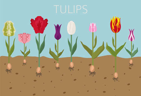 Tulip varieties flat icon set. Garden flower and house plants infographic. Vector illustrationのイラスト素材
