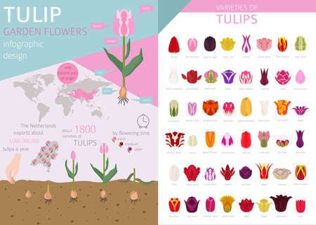 Tulip varieties flat icon set. Garden flower and house plants infographic. Vector illustrationのイラスト素材