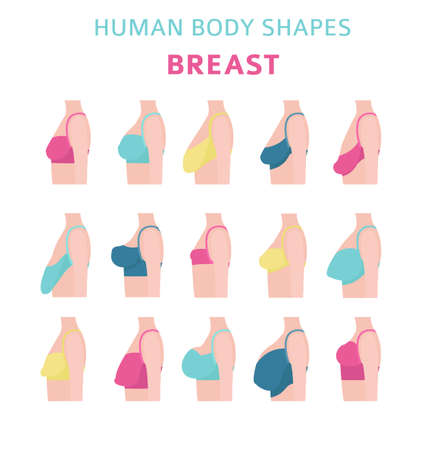 Human body shapes. Woman breast form set. Bra types. Vector illustrationのイラスト素材