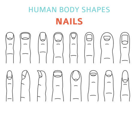 Human body shapes. Hand finger nail types set. Vector illustrationのイラスト素材