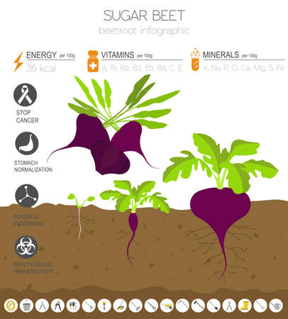 Beetroot beneficial features graphic template. Gardening, farming infographic, how it grows. Flat style design. Vector illustrationのイラスト素材