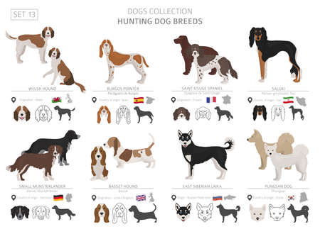 Hunting dogs collection isolated on white. Flat style. Different color and country of origin. Vector illustrationのイラスト素材
