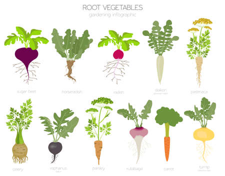Root vegetables raphanus, radish, sugar beet, carrot, parsley etc. Gardening, farming infographic, how it grows. Flat style design. Vector illustrationのイラスト素材