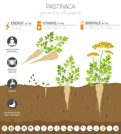 Pastinaca beneficial features graphic template. Gardening, farming infographic, how it grows. Flat style design. Vector illustrationのイラスト素材