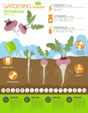 Rutabaga beneficial features graphic template. Gardening, farming infographic, how it grows. Flat style design. Vector illustrationのイラスト素材