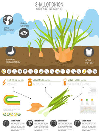 Shallot onion beneficial features graphic template. Gardening, farming infographic, how it grows. Flat style design. Vector illustrationのイラスト素材