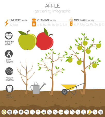 Apple beneficial features graphic template. Gardening, farming infographic, how it grows. Flat style design. Vector illustrationのイラスト素材
