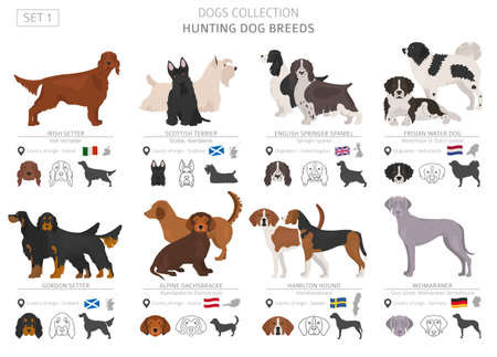 Hunting dogs collection isolated on white. Flat style. Different color and country of origin. Vector illustrationのイラスト素材