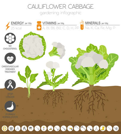Cauliflower cabbage beneficial features graphic template. Gardening, farming infographic, how it grows. Flat style design. Vector illustrationのイラスト素材