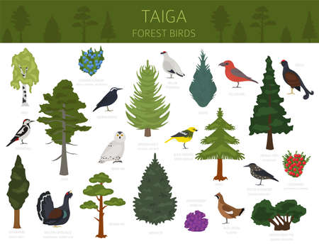 Taiga biome, boreal snow forest. Terrestrial ecosystem world map. Animals, birds, fish and plants infographic design. Vector illustrationのイラスト素材