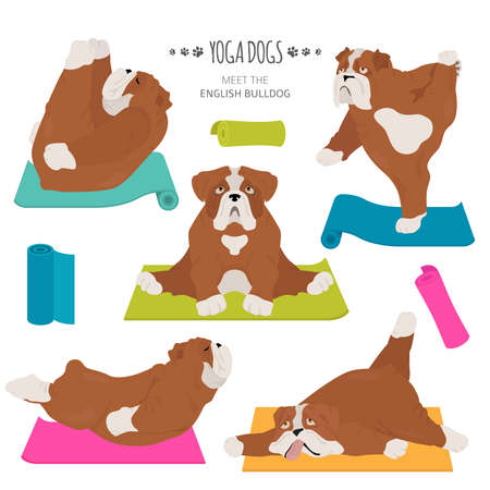 Yoga dogs poses and exercises. English bulldog clipart. Vector illustrationのイラスト素材