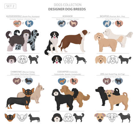 Designer dogs, crossbreed, hybrid mix pooches collection isolated on white. Flat style clipart set. Vector illustrationのイラスト素材