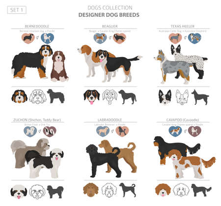 Designer dogs, crossbreed, hybrid mix pooches collection isolated on white. Flat style clipart set. Vector illustrationのイラスト素材